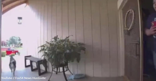 Ring Camera Captures the Moment a Dog Saves Family from an Intruder