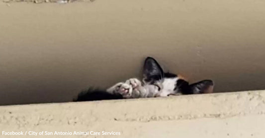 Rescuers Save Scared Kitten Stranded On Highway Overpass, 16 Feet Above the Ground