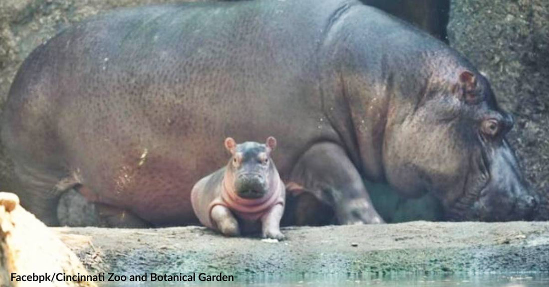 Bibi, the 23-Year-Old Hippo, Gives Birth to a Baby Boy at a Cincinnati Zoo