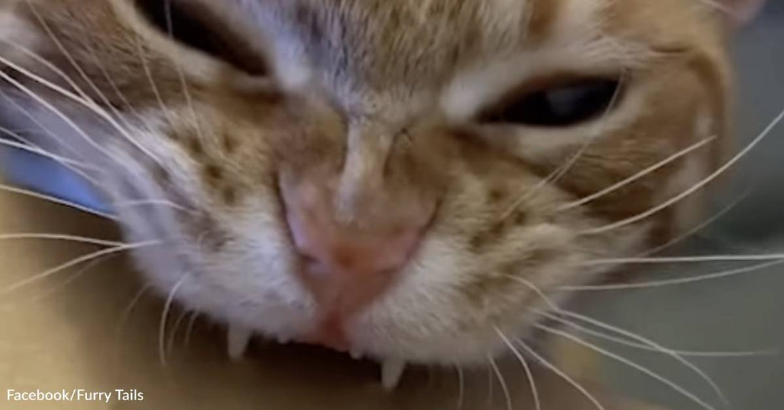 This Crazy Cat's Hobby Is Acting Like a Hole Punch