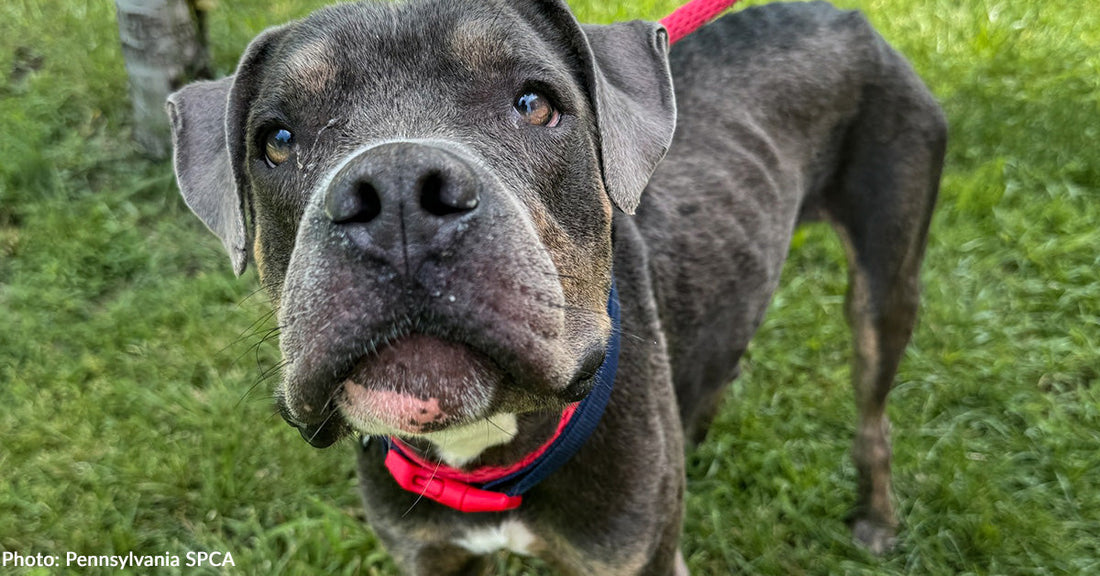Close-up of a skinny gray dog with a curious expression, standing on grass.