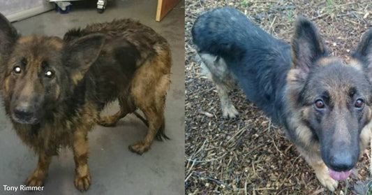 Terrified Breeding Dog Discarded By Owners, Makes a Transformation After Finding Safe Home