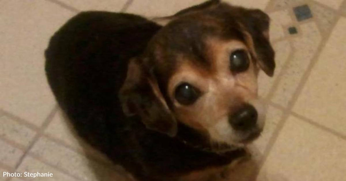 Tiny, Elderly Dog Used for Breeding Shows Up on Couple's Doorstep on Freezing Cold Morning