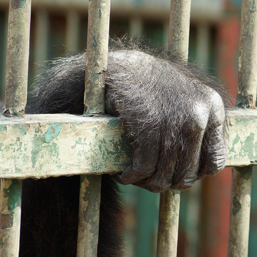 Hold Animal Abusers Accountable For The Suffering At Holtsville