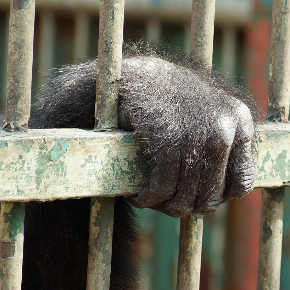 Hold Animal Abusers Accountable For The Suffering At Holtsville