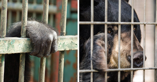 Close-up of a bear's paw and face behind a metal cage.
