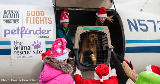 At-Risk Shelter Pets Arrive In Wisconsin For A Second Chance To Find A Home For Holidays