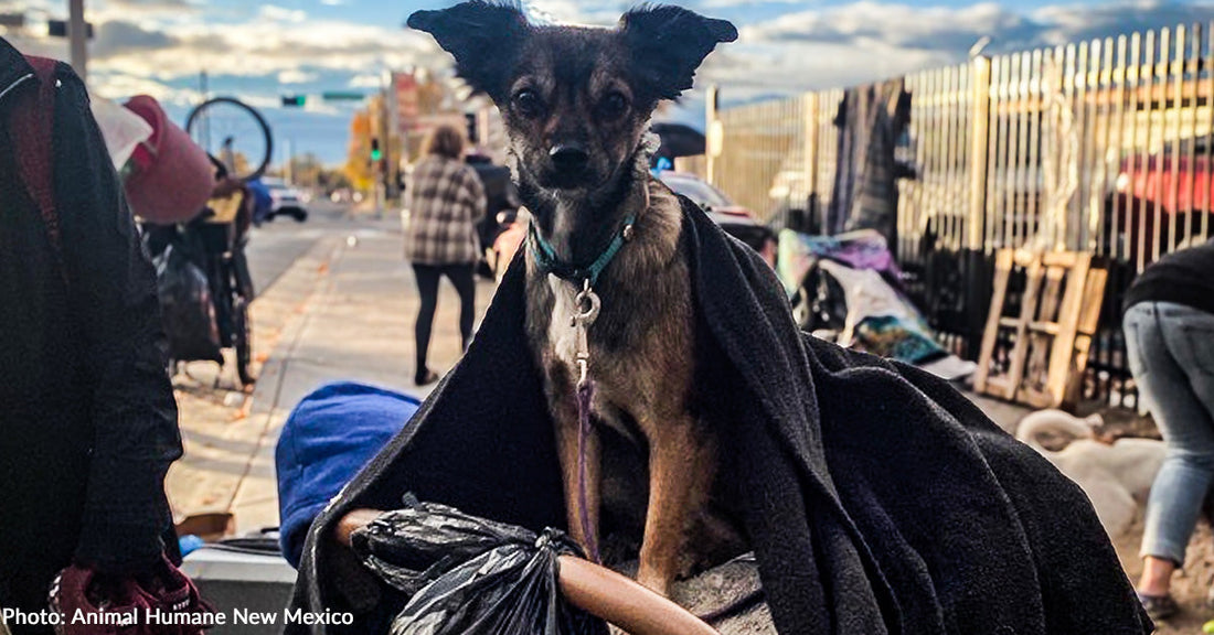 A small dog wrapped in a blanket sits on a cart in a community setting.