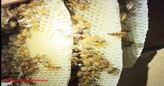 Woman in California Gets the Shock of Her Life as Honeybees Colonize Her Home