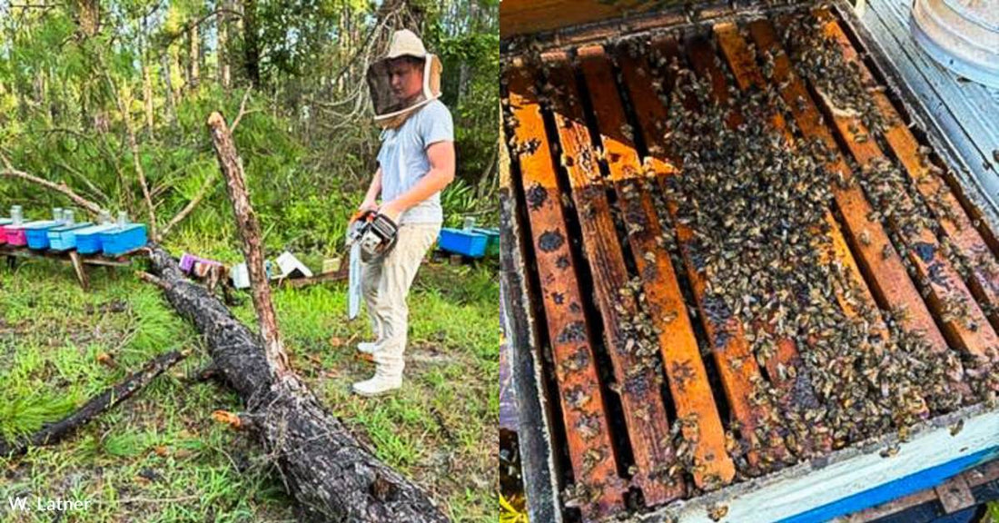 Honey Bees Need Emergency Feed As Hurricane Helene Wipes Out Food Sources