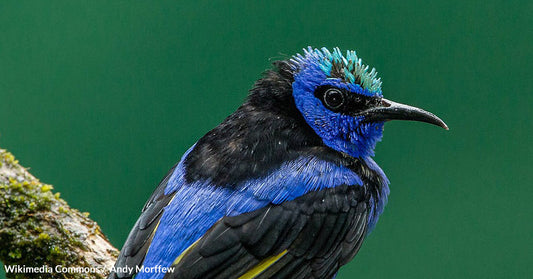 Millions of Mosquitoes May Be The Only Hope To Save Hawaii's Honeycreepers