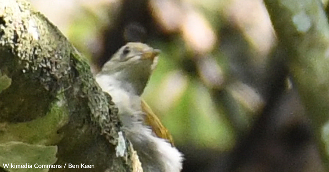 Instead Of Toward Honey, Some Honeyguides Lead Humans into Snake Territory