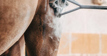 End The Agony And Ban Horse Branding Across America
