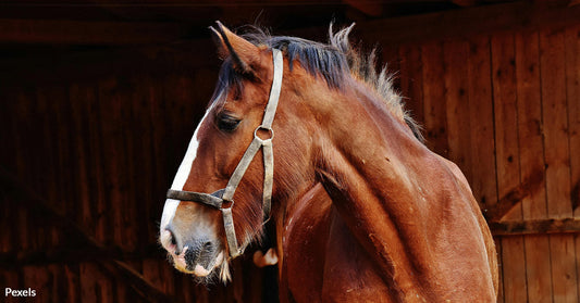 Florida’s Black Market for Horse Meat Fuels Devastation and Heartbreak