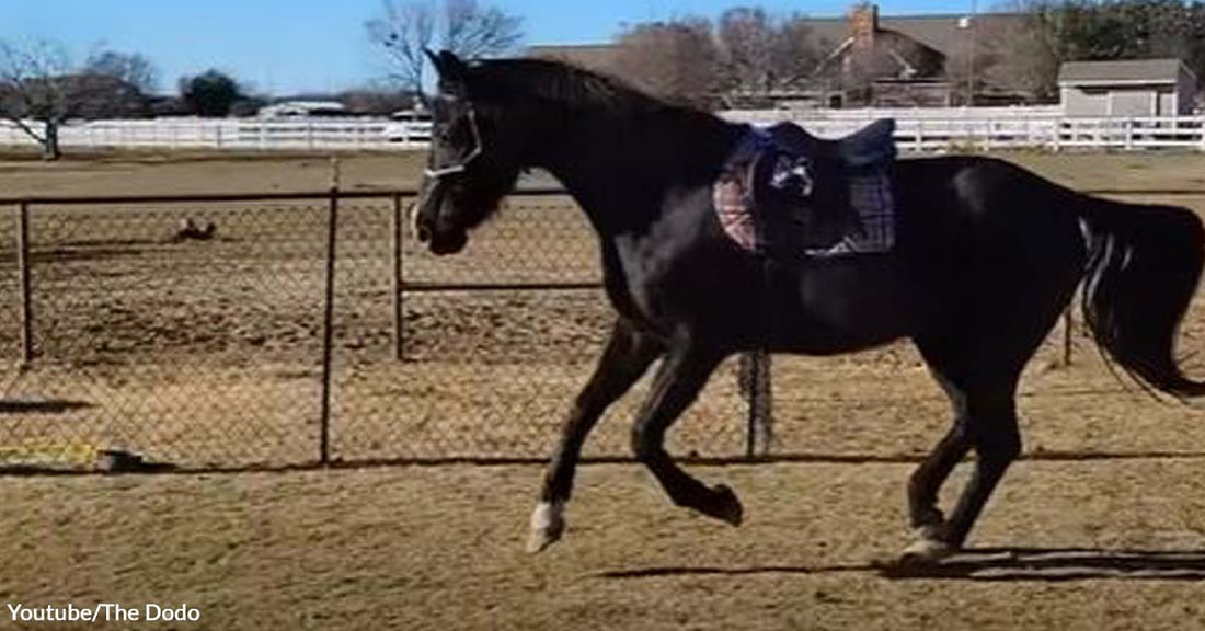 Amidst the Fear He Felt, This Horse Was Still Able to Call Dad to Save His Injured Mom