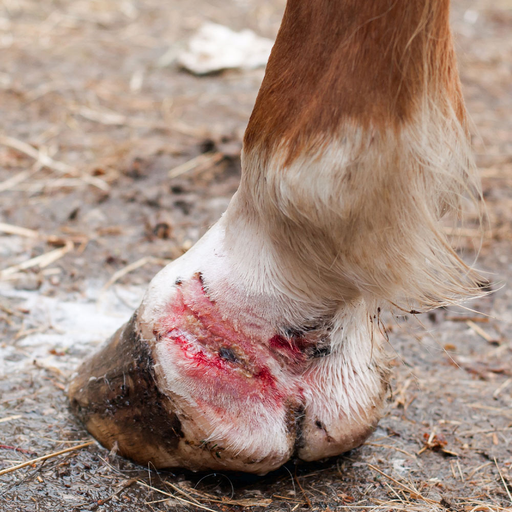 The Rule Is Ready. Stop Delaying Horse Protection.