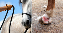 On the left, a gloved hand leads a dapple-grey horse by a black rope halter against a blue sky; on the right, a chestnut horse's injured lower leg and hoof.