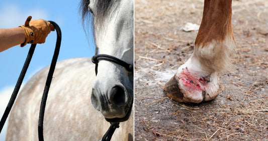 On the left, a gloved hand leads a dapple-grey horse by a black rope halter against a blue sky; on the right, a chestnut horse's injured lower leg and hoof.