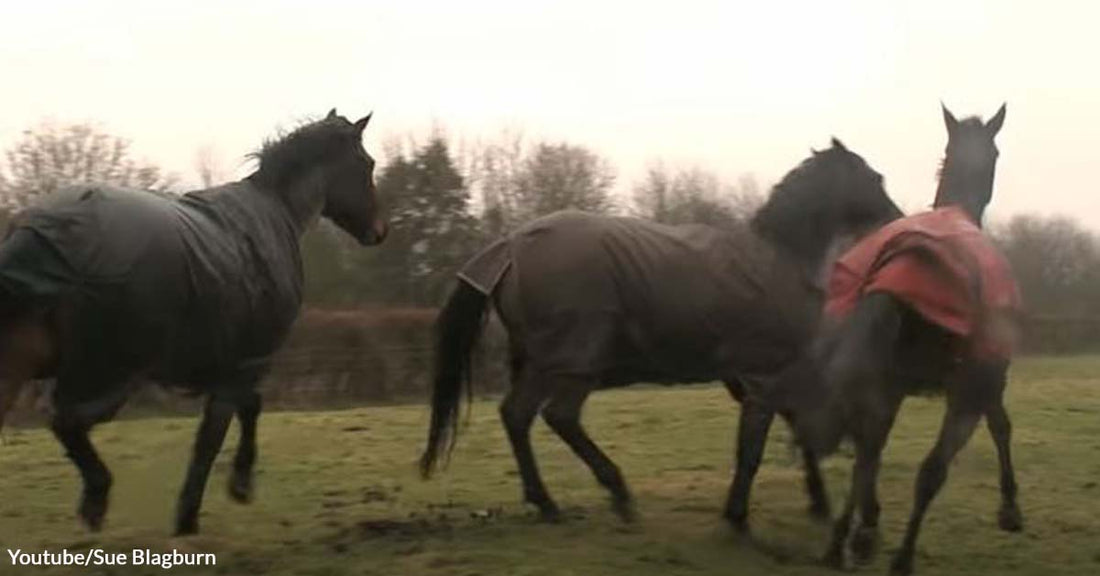 A Horse Trio Finally Had Their Most Anticipated Reunion After Four Years Thanks to Their Human Mom