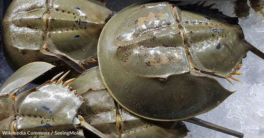 Time Running Out for Earth's Living Fossils, the Horseshoe Crabs