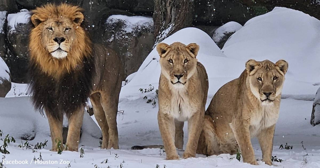 As Snow Blankets the Southeast, Zoo Animals Enjoy the Cold