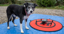 A black and white dog stands beside a drone on a landing pad.