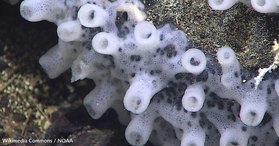 Sponges Can Think, and They Use Light to Do It