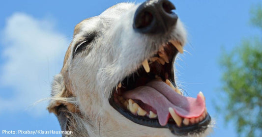 Stinky Dog Breath: What Causes It And How To Fix It