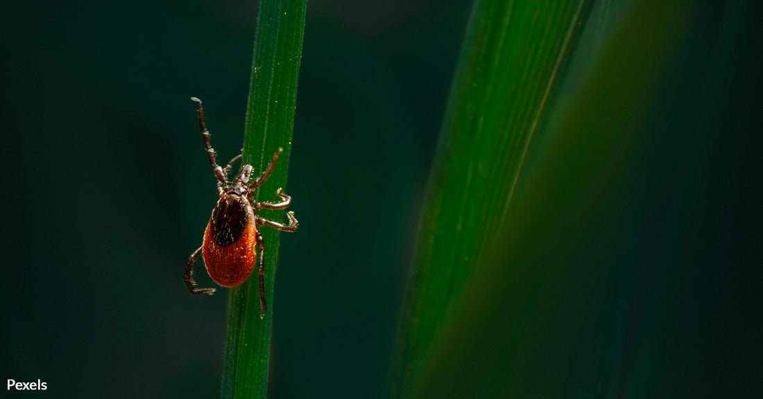 Protect Your Pets From Deadly Tick-Borne Diseases This Summer