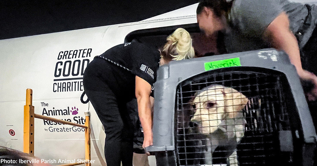 Volunteers place a rescued dog into a crate near an airplane.