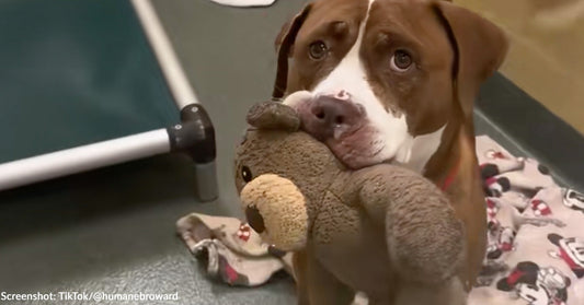 7-Year-Old Shelter Dog Waits with Toy in Mouth for Someone to Adopt Her