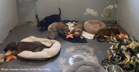 Ohio Shelter Puppies Are Tuckered Out After Playing With Donated Toys