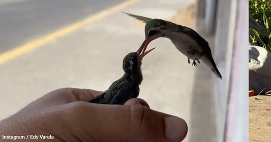A person holds a young hummingbird, while another hovers nearby, feeding it.