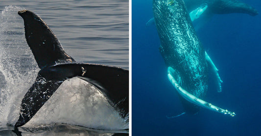 Split image of a whale tail above water and a humpback whale swimming underwater.