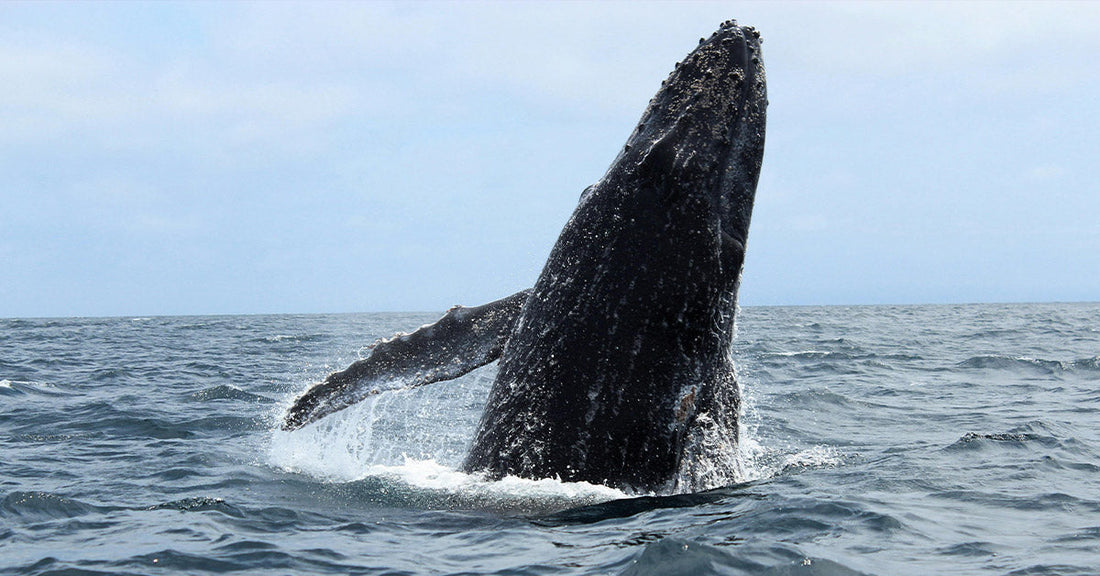 Humpback whale breaching vertically from the ocean, water splashing around its body.