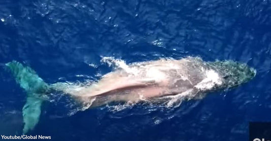 Moon, The Humpback Whale, Unbelievably Migrated Thousands of Miles Despite Spinal Injury