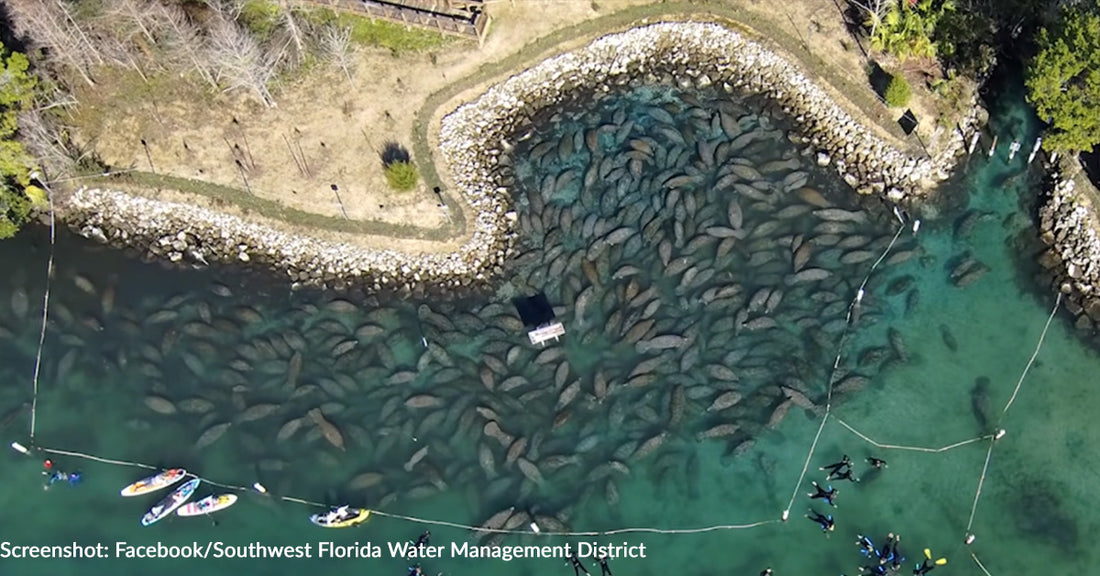 Hundreds of Manatees Huddle Together In Florida To Stay Warm Amid Chilly Temperatures