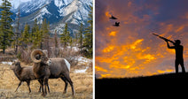 Split image showing bighorn sheep in a mountain landscape on the left and a silhouette of a hunter aiming a shotgun on a ridge at sunset, with glowing orange clouds filling the sky on the right.