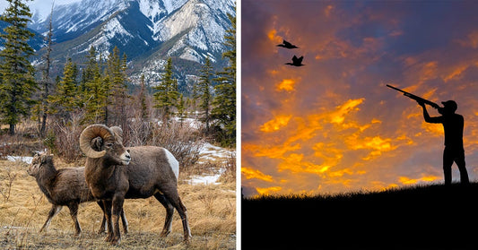 Split image showing bighorn sheep in a mountain landscape on the left and a silhouette of a hunter aiming a shotgun on a ridge at sunset, with glowing orange clouds filling the sky on the right.