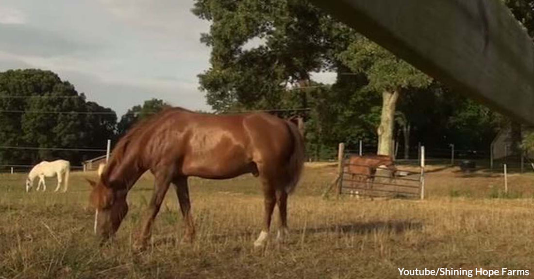 Young Girl Diagnosed with Huntington’s Disease Goes Through Therapy Accompanied by Horses