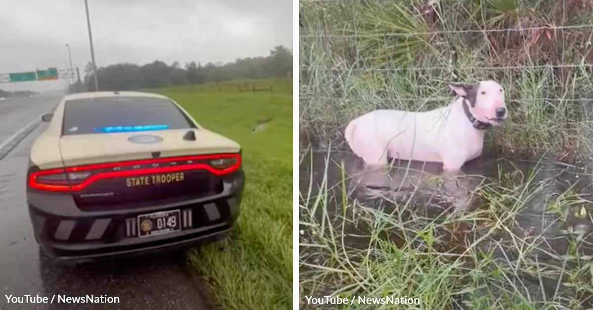 Helpless Dog Tied to Pole in Rising Flood Waters Saved in Dramatic ...