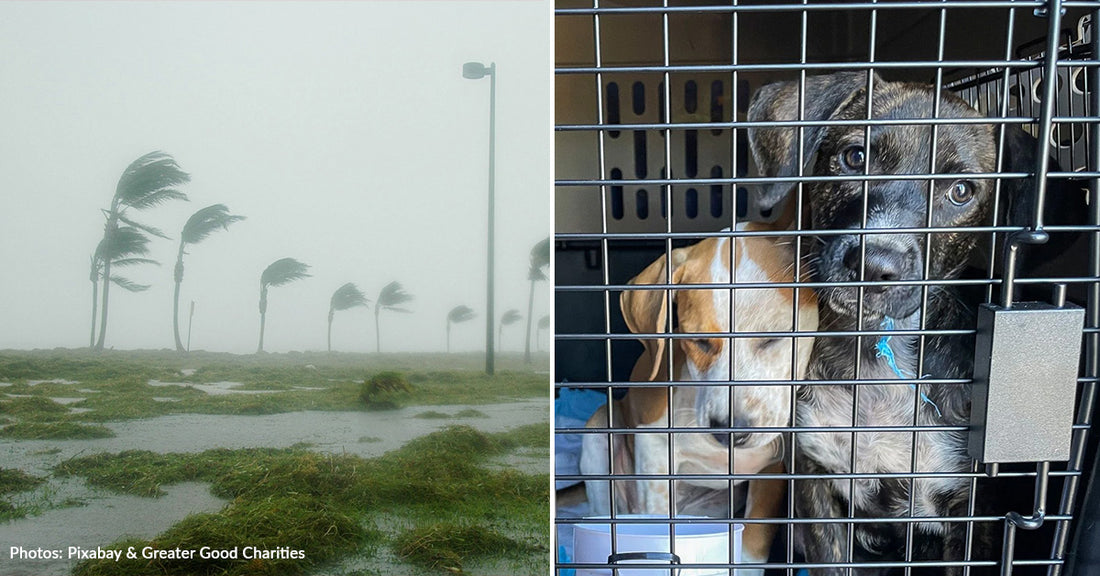 Hurricane Francine Displaces Countless People & Pets in Louisiana