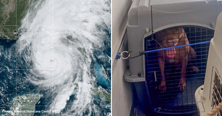 Florida Shelters Scramble to Evacuate Animals in Path of Hurricane Hel ...
