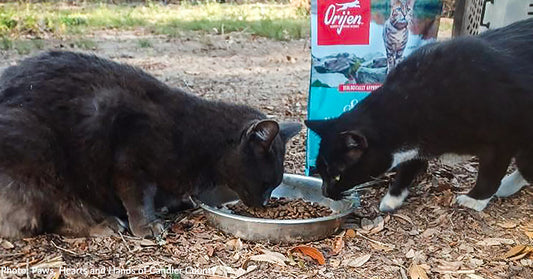 3.5 Million Meals Donated to Pets Impacted by Hurricane Helene & Milton