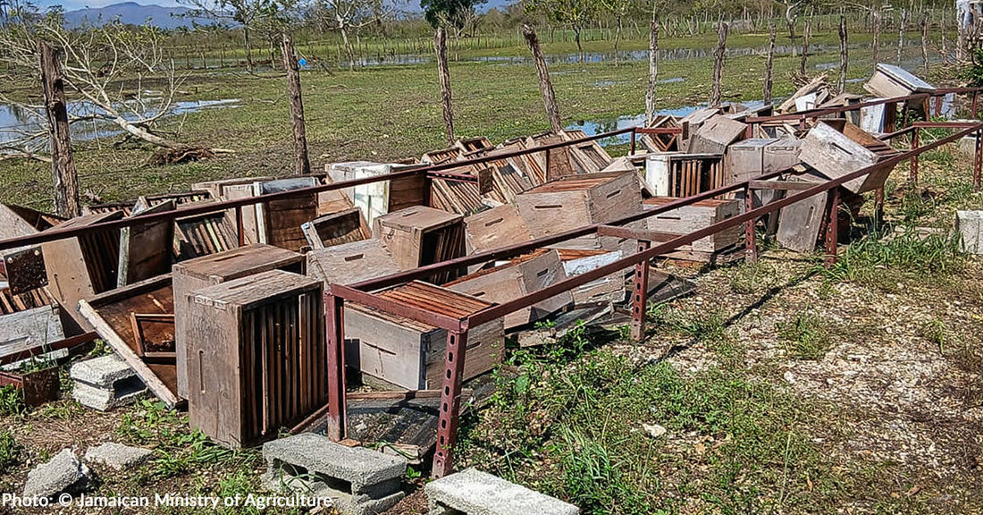 Abandoned wooden beehives stacked along a metal railing in a grassy field.