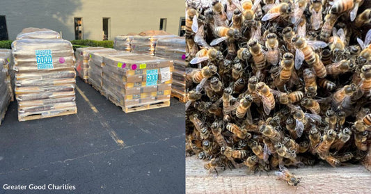 After Hurricane Beryl Heavily Damaged Caribbean Nations, You Can Help Us Feed Impacted Bees