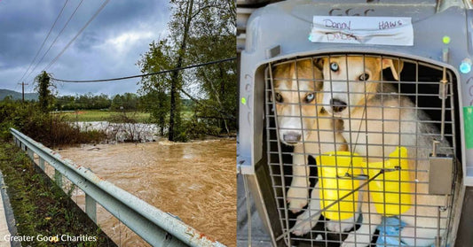 You've Helped Provide Essential Needs to People, Pets, and Bees Impacted by Hurricane Helene