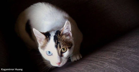 Kitten's Multicolored Eyes Lure in a Forever Family Who Had No Interest in Cats