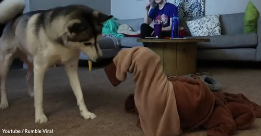 Dachshund Gets Stuck In A Onesie, And His Husky Sister Comes To The Rescue