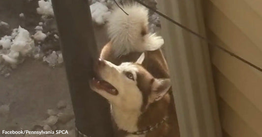 Husky dog tied to a pole outdoors in snowy conditions, looking upward.